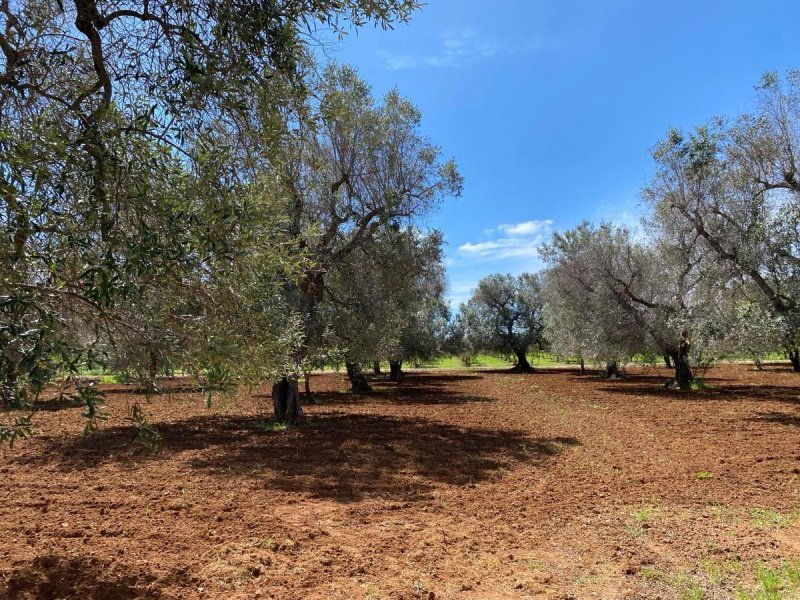 Casa de campo em Carovigno