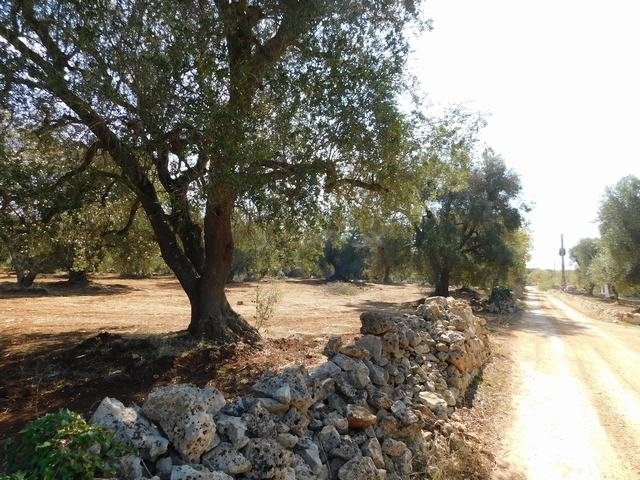 Trullo in Ceglie Messapica
