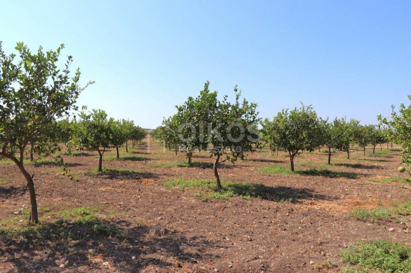 Agrotourisme à Noto