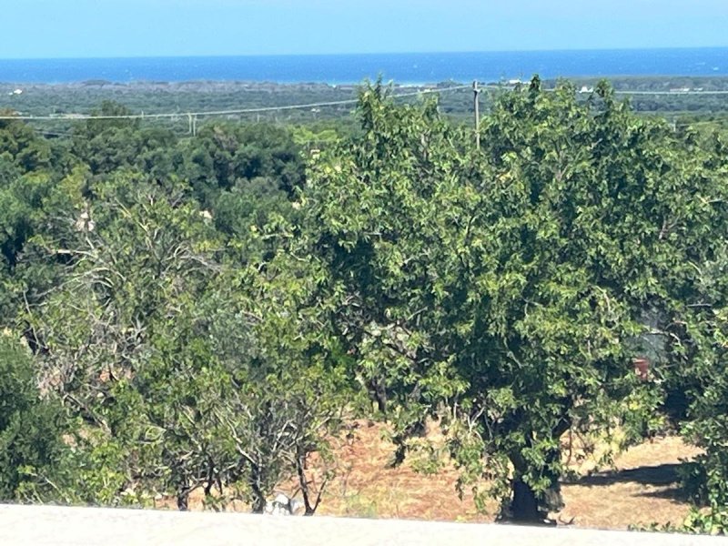 奥斯图尼乡间房屋