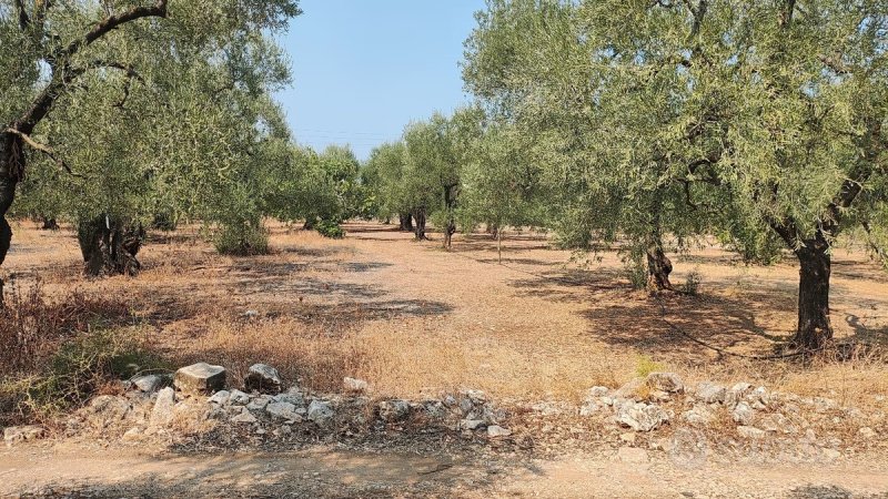 Bauland in Carovigno