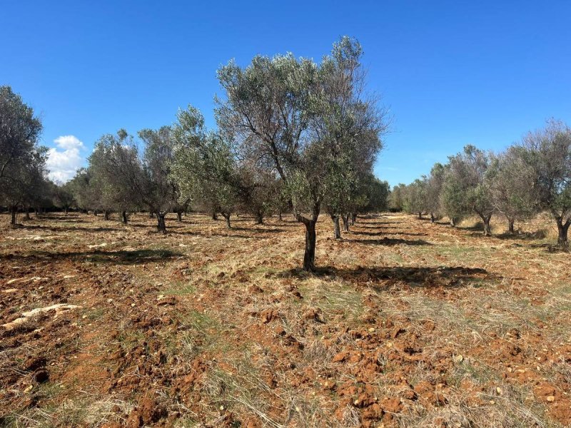 Terreno edificabile a Carovigno