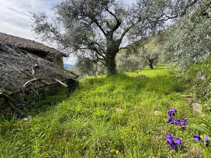 Byggtomt i Dolceacqua