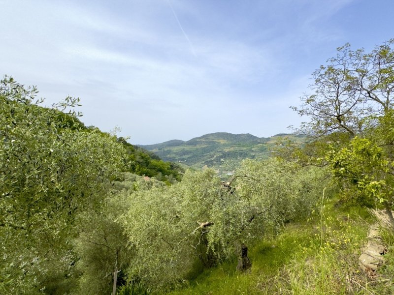 Terrain à bâtir à Dolceacqua