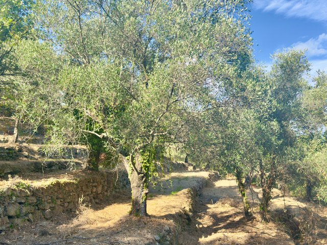 Terreno edificable en Dolceacqua