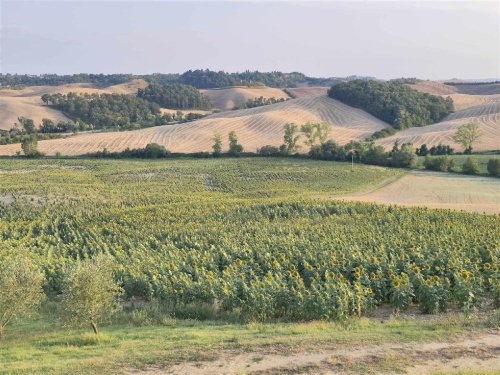 Terreno agricolo a Castelnuovo Berardenga