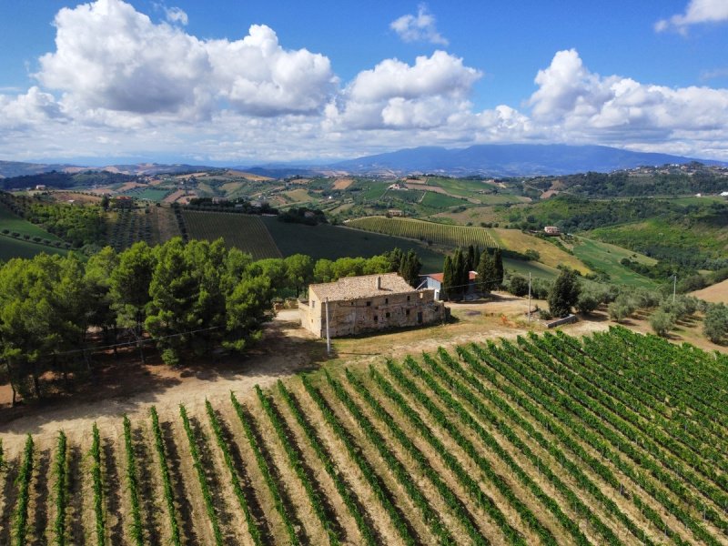 Azienda agricola a Acquaviva Picena