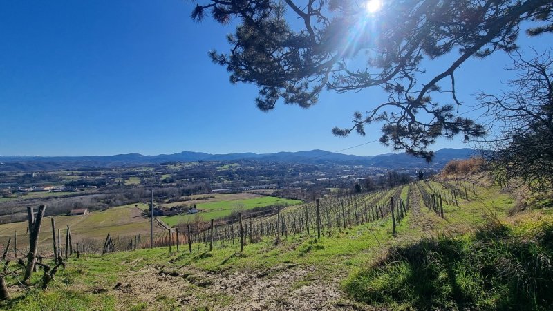 Landwirtschaftlicher Betrieb in Ovada