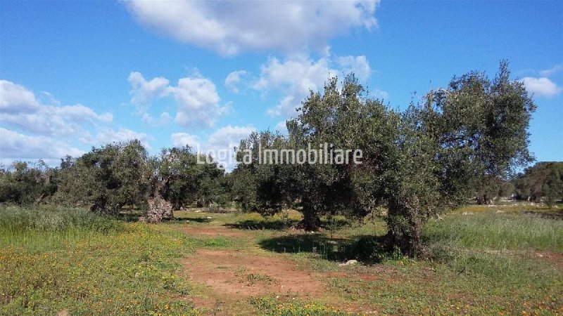 Lantgård i Morciano di Leuca