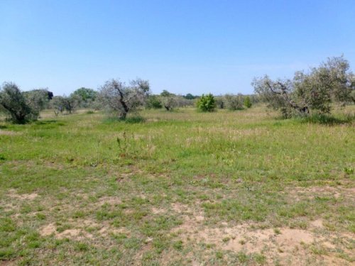 Building plot in Cecina