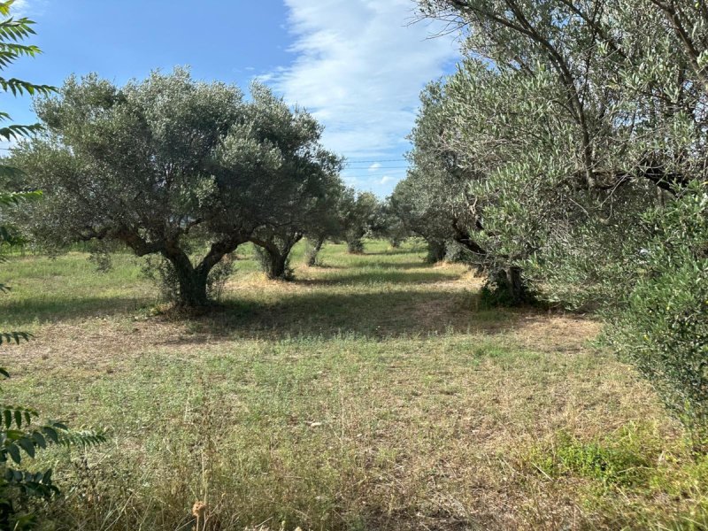 Участок земли в Чивитакуана