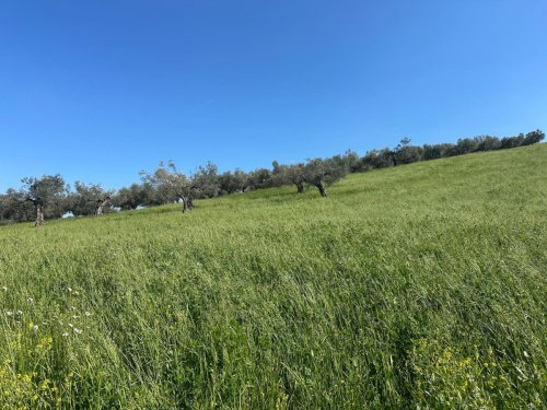 Agricultural land in Manoppello