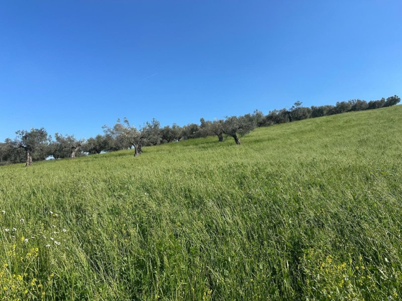 Landwirtschaftliche Fläche in Manoppello
