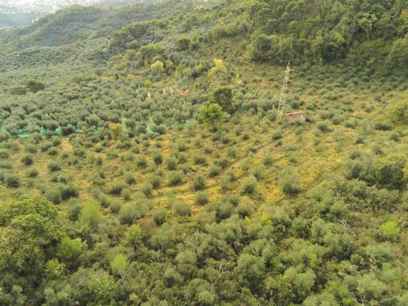 Сельскохозяйственный участок в Диано-Арентино