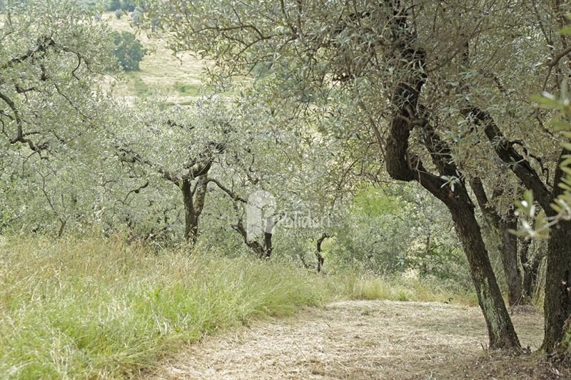 Semi-detached house in Casperia