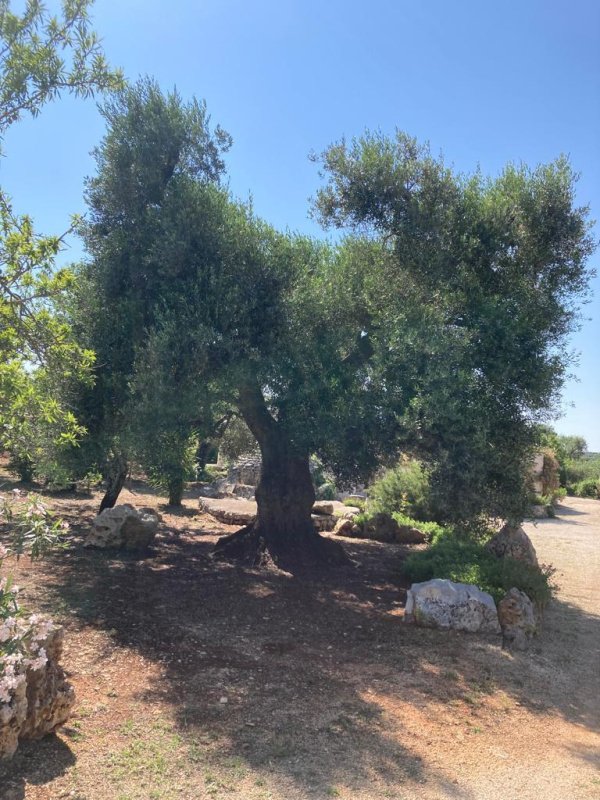 Trulli in Ceglie Messapica