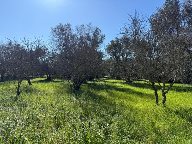 Lamia à Ceglie Messapica