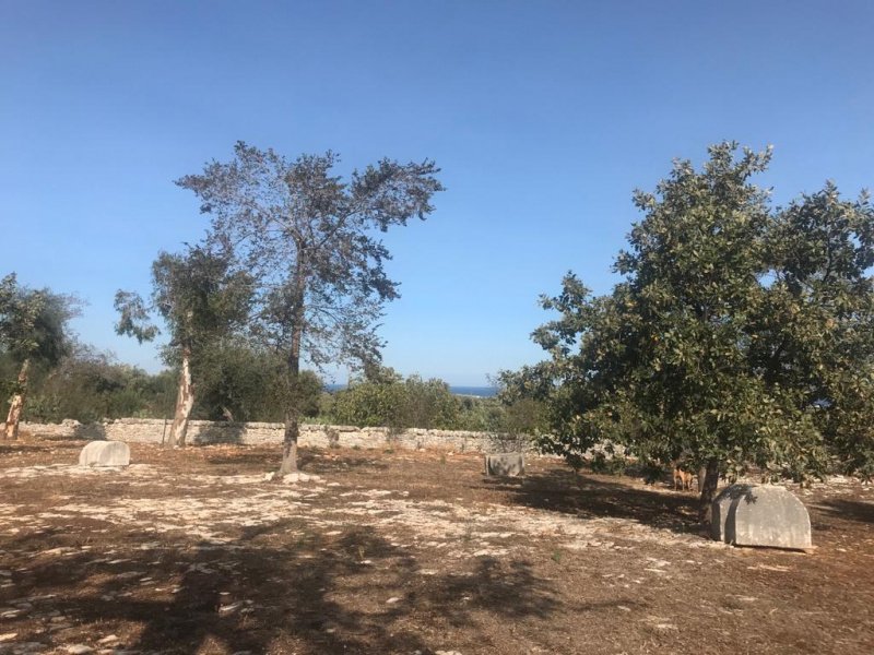 Masseria in Cisternino