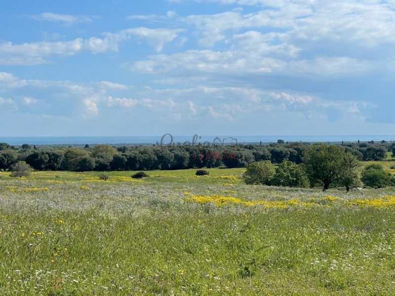 Finca en Ostuni