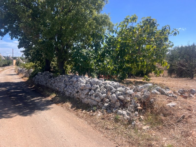 奇斯泰尼诺拉米亚