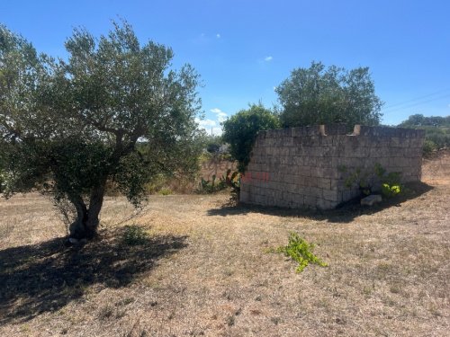 奇斯泰尼诺拉米亚