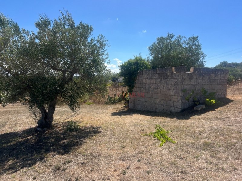 奇斯泰尼诺拉米亚