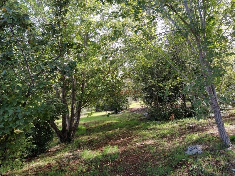 Трулло в Челье-Мессапика