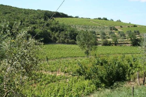 Landwirtschaftlicher Betrieb in Montalcino