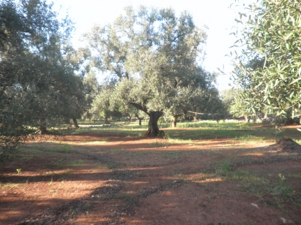 Trullo en Carovigno