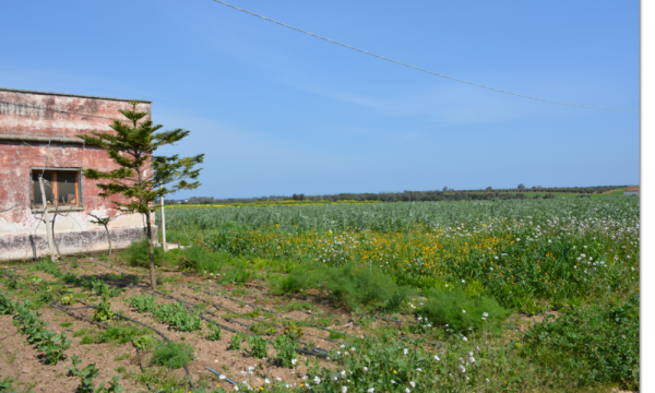 Klein huisje op het platteland in Carovigno