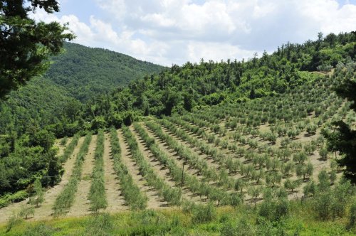 Agrotourisme à Montaione