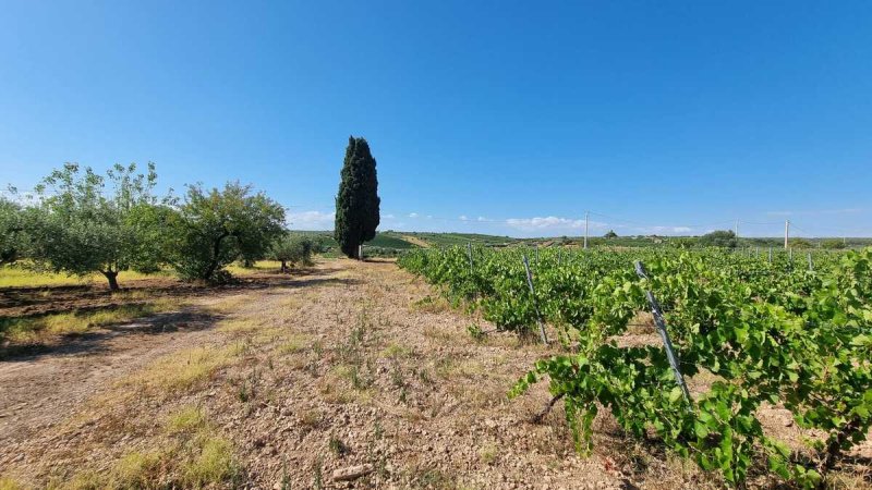 Terreno agrícola en Menfi