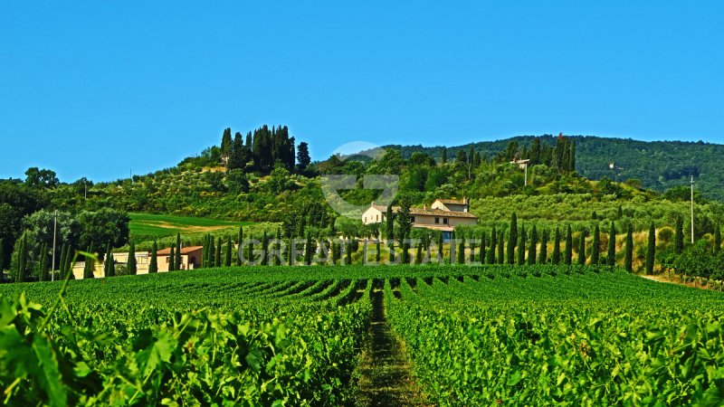 Ferme à Sarteano