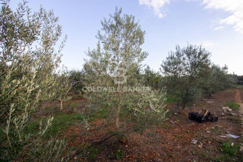 Terreno agrícola em San Vito dei Normanni