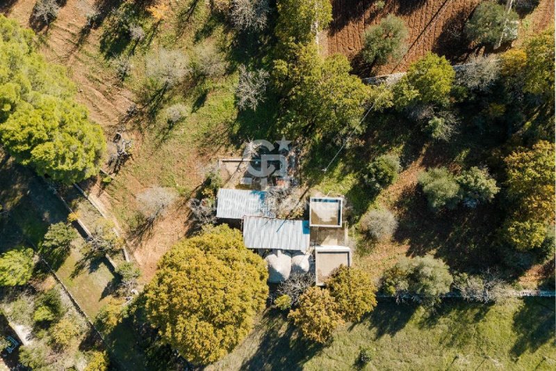 普蒂尼亚诺特魯洛