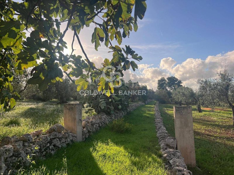 Terreno agrícola en Ostuni