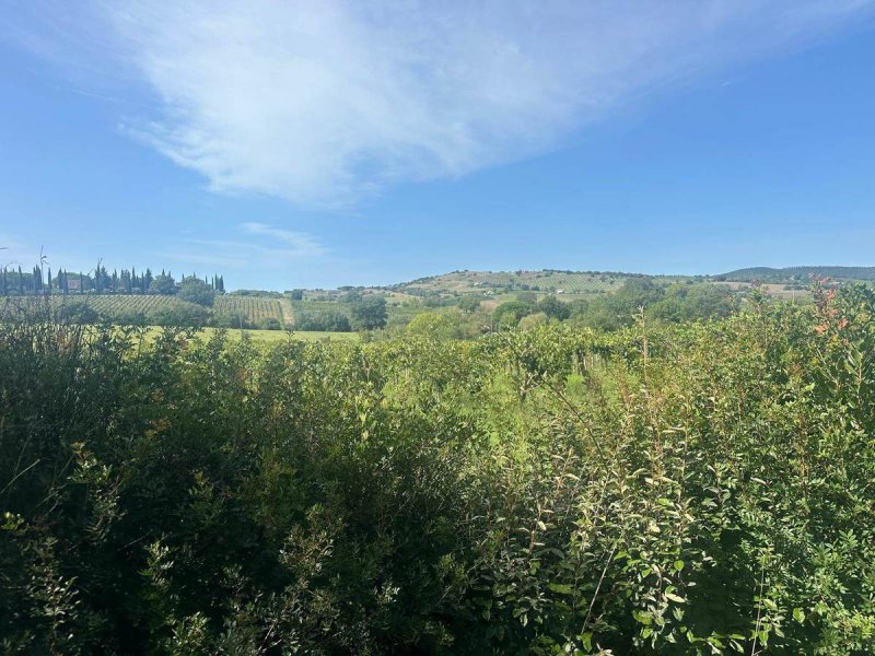 Ferme à Magliano in Toscana