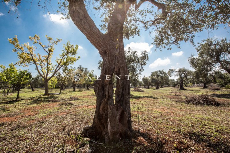 Klein huisje op het platteland in Gagliano del Capo