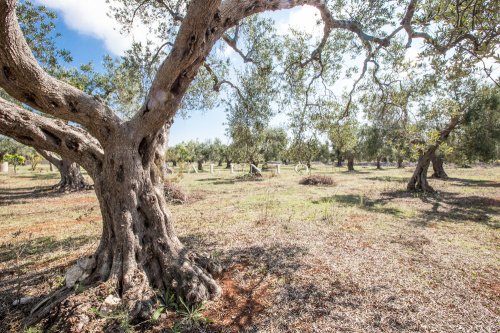 Klein huisje op het platteland in Gagliano del Capo