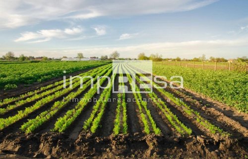 Terreno agricolo a Ponte di Piave