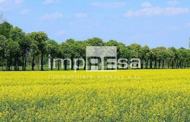 Agricultural land in Montebelluna