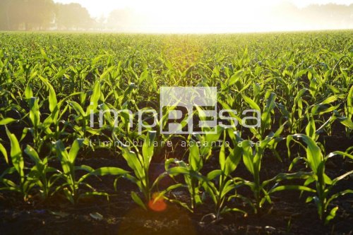 Terrain agricole à Silea