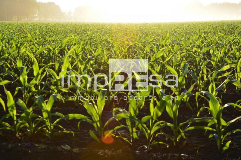 Terrain agricole à Silea