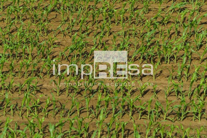 Terreno agrícola em Trevignano