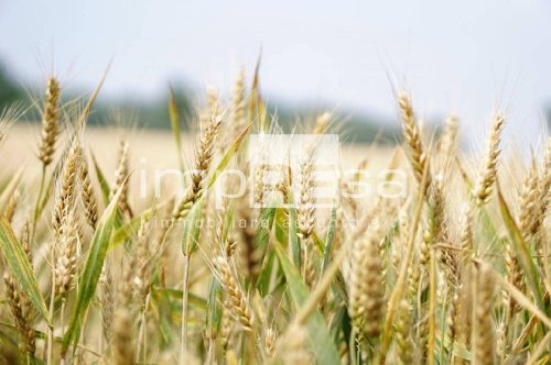 Terreno agrícola em Trevignano