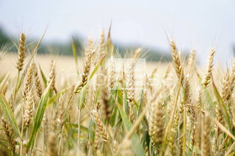Terreno agrícola em Rovigo
