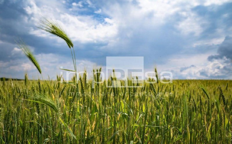 Terreno agrícola em Rovigo