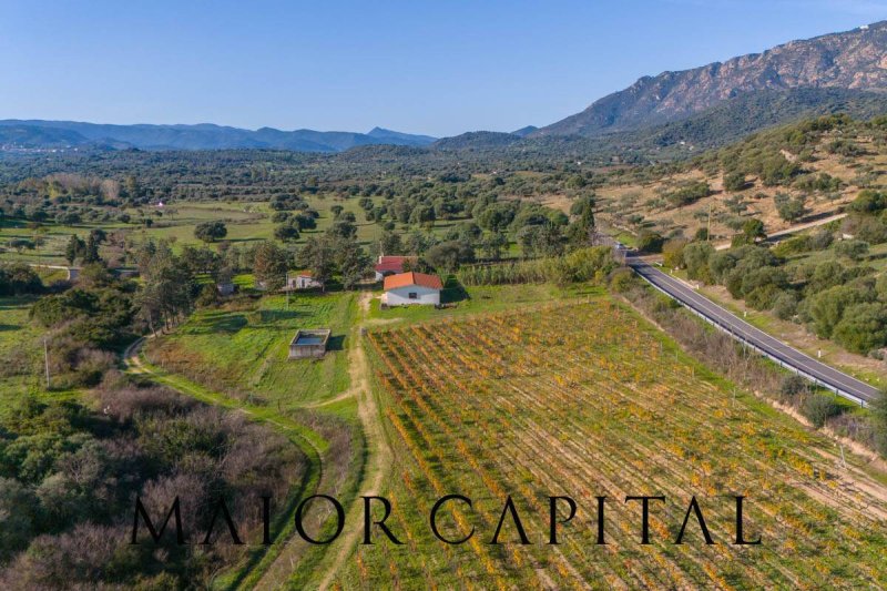 Terreno agrícola en Oliena