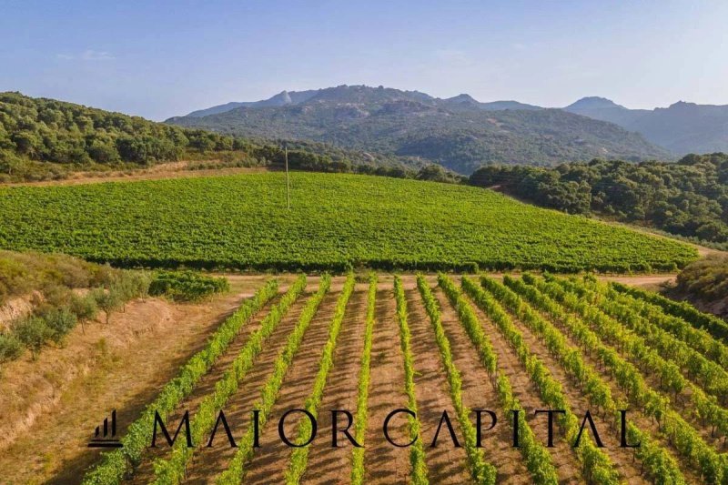 Terrain agricole à Calangianus
