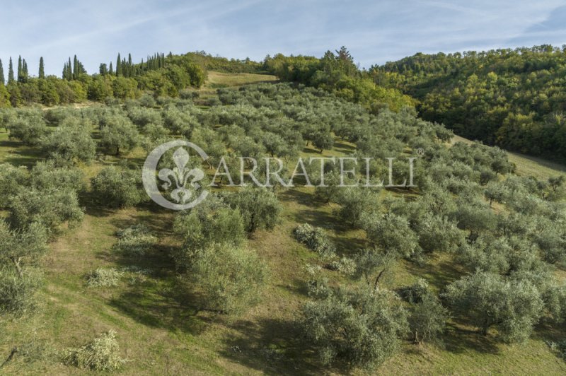 Azienda agricola a Montepulciano